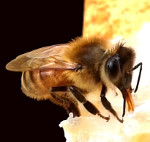 1 ère fête de l'abeille